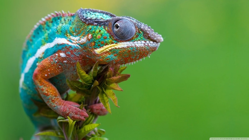 animal head, chameleon, focus on foreground, animal wildlife, animal themes, copy space, profile view, animals in the wild, animal, lizard, chameleons