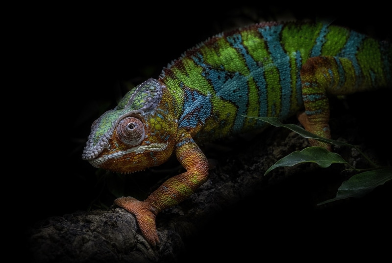 animals, 1080P, chameleons, colorful