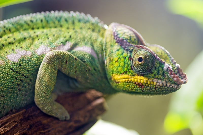 profile, lizard, switzerland, 4K, wildlife, monde, Panther chameleon, luzern, posing, chameleon, lucerne, beautiful, nature, macro, nikon  d4, green Color