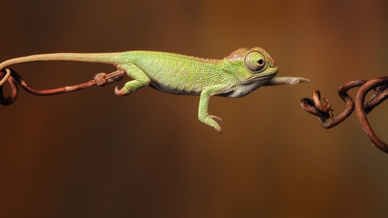 studio shot, profile view, 1080P, branch, jumping, animal body part, side view, copy space, one animal, chameleons, indoors, vertebrate, animal themes