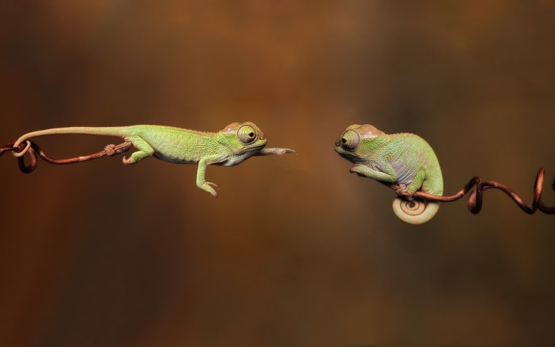 side view, animal wildlife, animals, lizard, iguana, day, reptile, animals in the wild, chameleons, one animal, nature, profile view, animal themes, vertebrate