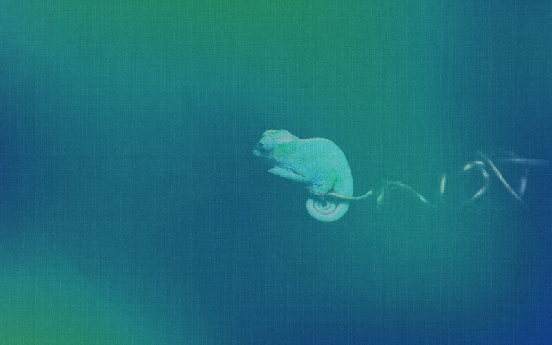 one person, men, cameleon, swimming, sea, chameleon, 1080P, teal, underwater, undersea, water, animals in the wild, blue, nature, full length, openSUSE