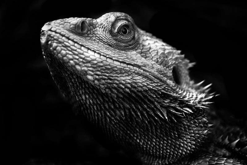 lizard, side view, iguana, focus on foreground, 1080P, outdoors, animal wildlife, animal eye, one animal, black background, dark, animal scale, animal themes