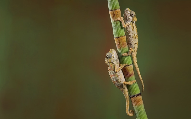 animals, 1080P, chameleons, reptiles