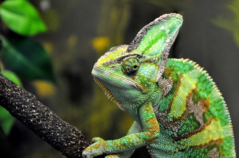 head, lizard, nature, trunk, cold  blooded, Richard  James, wooden, roundhay park, crest, morph, yorkshire, gecko, green Color, change, stripes, england