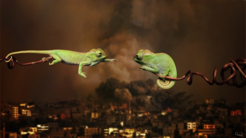 animal, geckos, two, green color, vertebrate, war, 1080P, love, outdoors, nature, animal wildlife, looking, chameleons, lizard, reptile, close-up, one animal