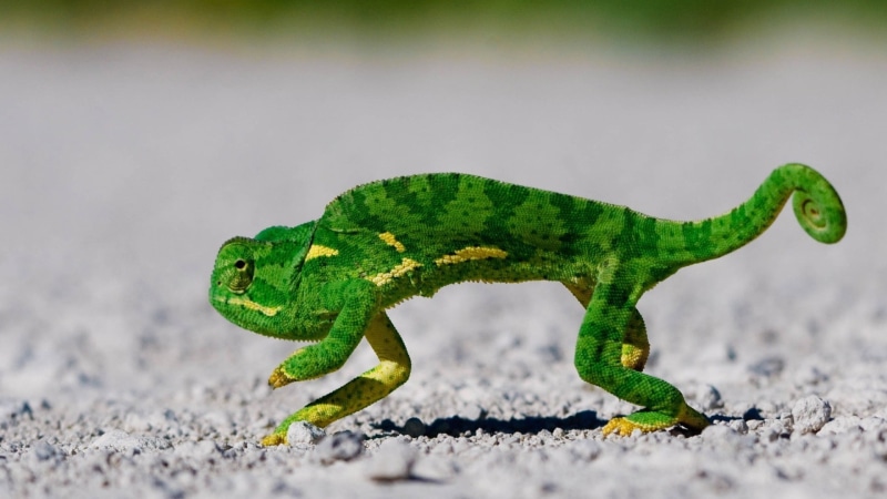lizard, chameleon, 1080P, reptiles, close-up, animals in the wild, ground, outdoors, no people, green color, side view, animal wildlife, day, chameleons