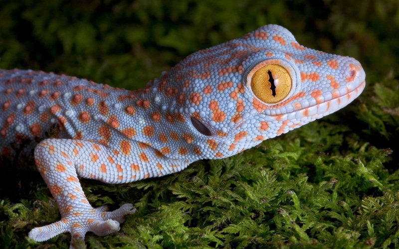 focus on foreground, day, living Organism, nature, skin, tropical Climate, natural pattern, pets, animal themes, small, 4K, plant, gray, rainforest, vertebrate