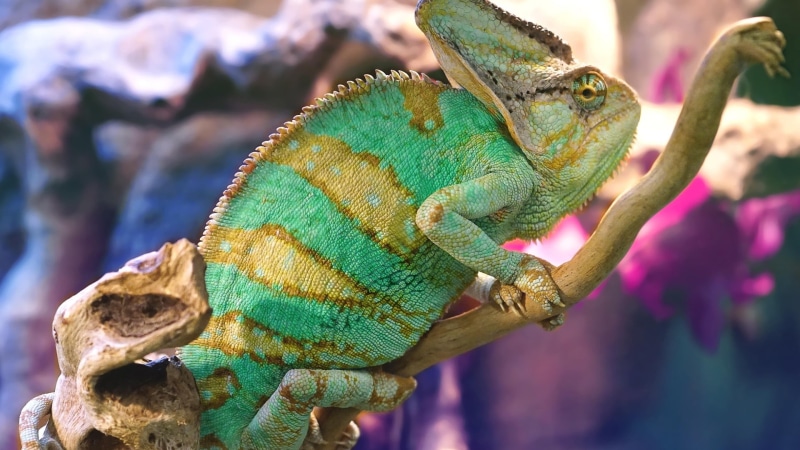 plant, reptile, chameleons, 1080P, nature, animal head, outdoors, no people, focus on foreground, animal themes, vertebrate, one animal, animal wildlife