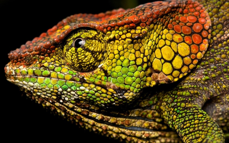 animal wildlife, nature, 1080P, black, lure, poisonous, rainforest, eye, animal head, animal scale, animal, animals in the wild, lizard, animal eye, natural pattern