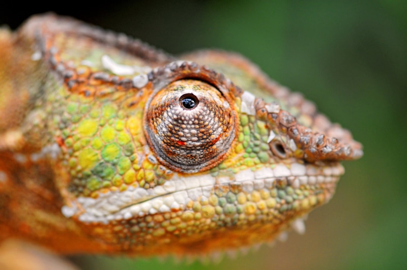 premium, eyes, nature, me, close-up, macro, gold, platinum, animal, yellow, photography, switzerland, green, silver, colorful, portrait, zoo  zürich, gear