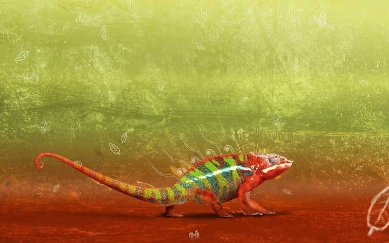 chameleon, great, 1080P