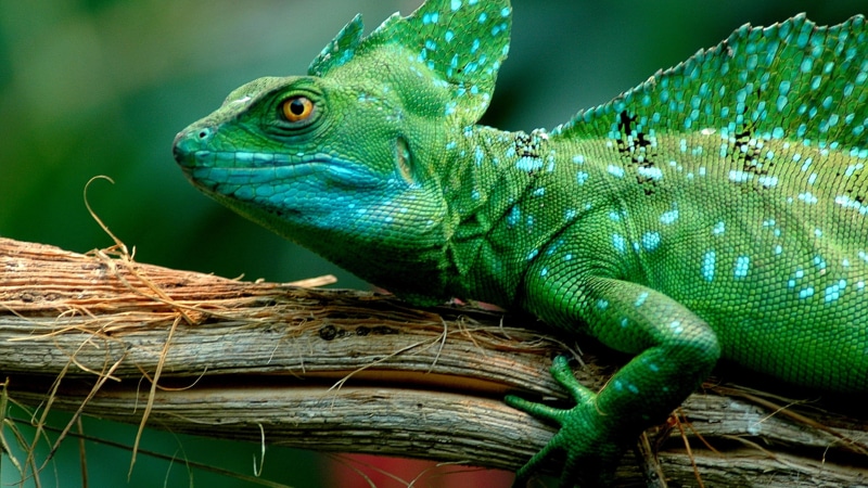 plant, animal themes, no people, animals, close-up, turquoise colored, animal wildlife, animal scale, animals in the wild, branch, lizard, chameleon, green