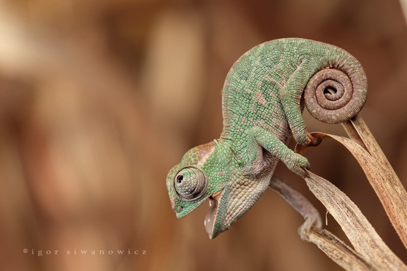 animals in the wild, lizard, animal themes, reptiles, outdoors, close-up, chameleon, reptile, animals, animal wildlife, day, animal eye, animal, vertebrate