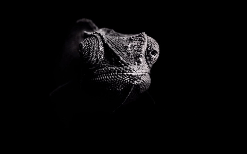 dark, wildlife, photography, 720P, chameleons, eyes