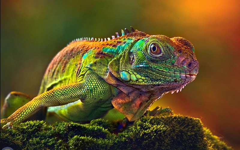 change, 4K, animal, animal eye, quickly, animal head, one animal, chameleon, reptile, lizard, no people, animal scale, animal wildlife, profile view, color