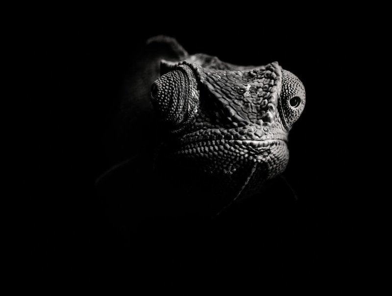 profile view, animal, living Organism, vertebrate, black and white, gray, animal Scale, animal head, reptile, 720P, pets, dark, looking, nature, studio Shot