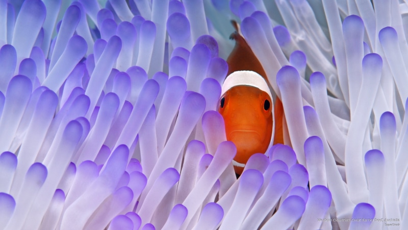 western, great, Ocean Life, 2K, clownfish, barrier, reef, australia