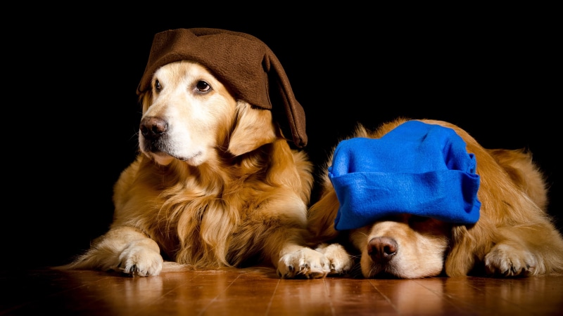 cap, retrievers, Golden, beanie, black background, dog, Retriever, dwarves, two, portrait, blue, a couple, image, dogs, photoshoot, brown, in hoods, caps