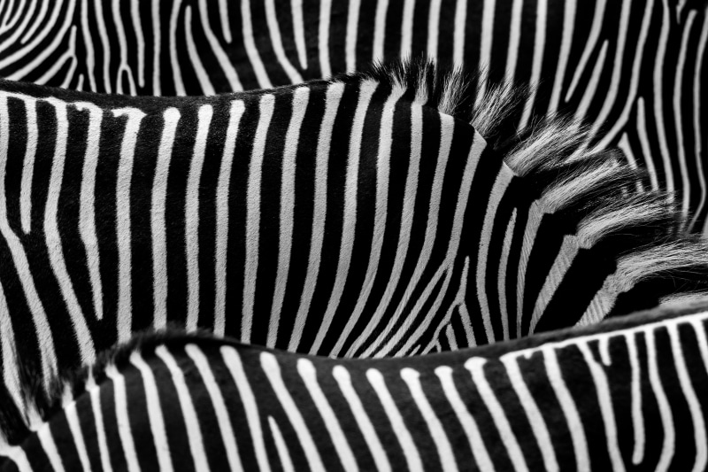 wildlife, Zebra, backgrounds, africa, black Color, abstract, zebra Print, black And White, safari Animals, 5K, painting, Stripes, striped, animal, nature