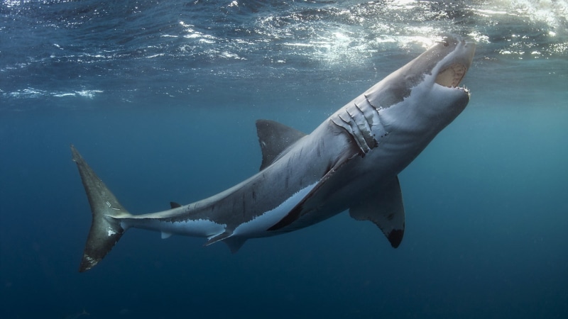 shark, 1080P, Great White Shark