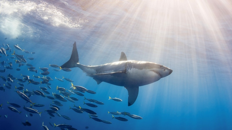 animals, 1080P, Great White Shark, underwater, shark, fish, sea