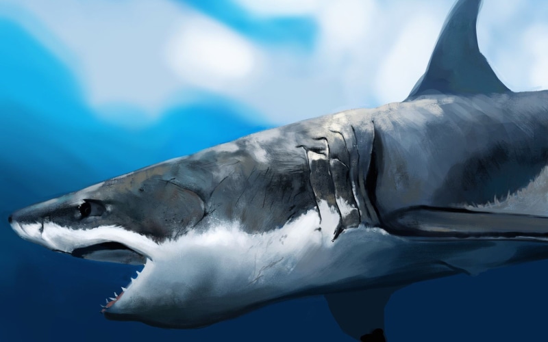 hd shark, shark, 1080P, digital art, 1920x1200, great white shark, ultra hd, 4K