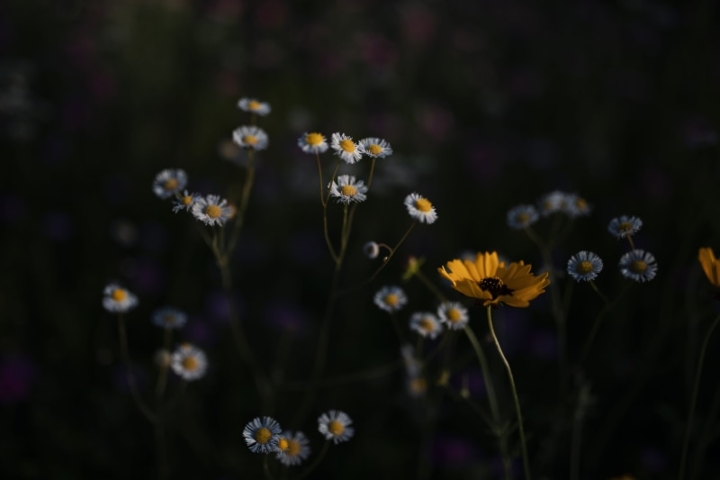 5K, flower head, nature, insect, aster, fragility, flowering plant, inflorescence, plant, geranium, background, beauty in nature, blossom, plant stem
