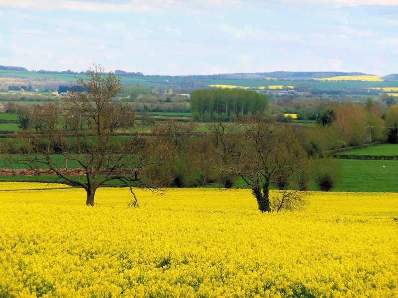 flower, farm, environment, tranquility, nature, tranquil scene, outdoors, growth, landscape, plant, land, gloucestershire, yellow, stow on the wold, cotswolds