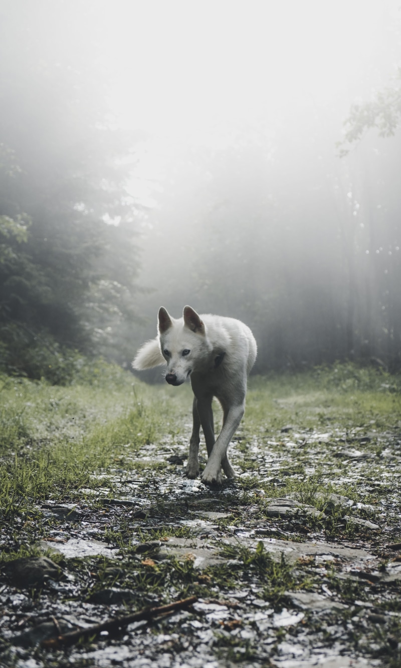 dog, wold, domestic animals, wanderlust, foggy, walking, mystical, tree, no people, wilderness, mood, white wolf, focus, white, near, forest, wander, land