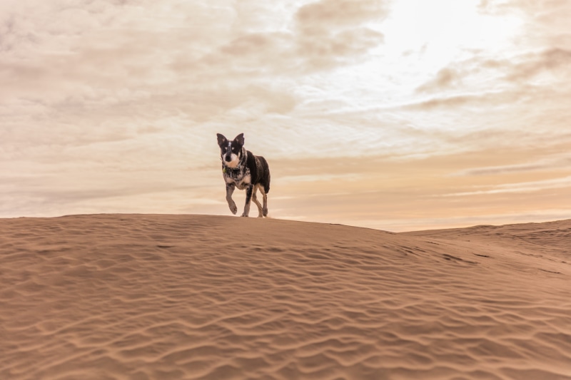 land, vertebrate, nature, untitled, gray, dog, sunset, dune, scenics - nature, sand, one animal, canine, motion, outdoors, beach, desert, wold, sky, domestic