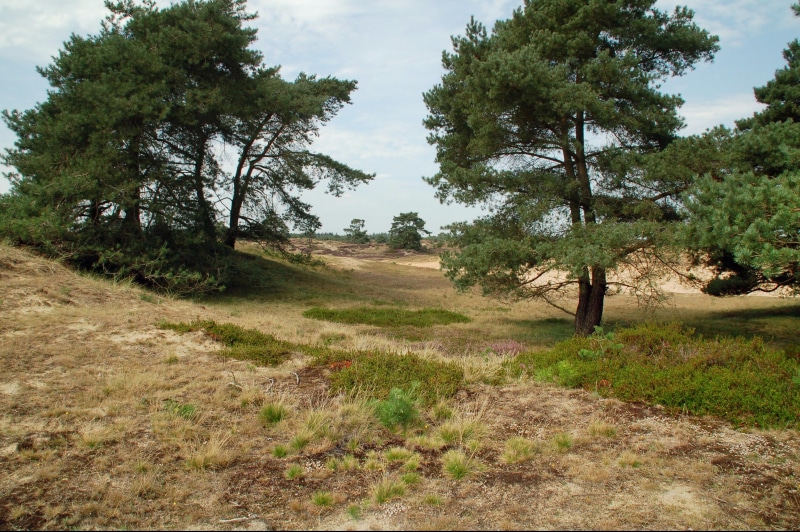landscape, footpath, tranquility, 2K, day, land, drenthe, tranquil scene, outdoor, beauty in nature, panoramic, trail, non-urban scene, outdoors, field