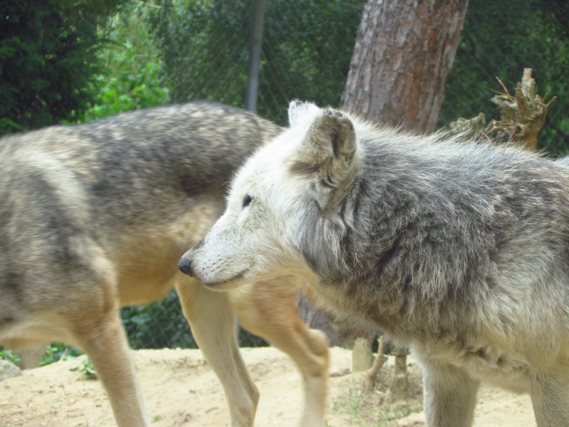 animals in the wild, wild, nature, animal wildlife, domestic animals, animal, land, dog, group of animals, focus on foreground, predator, zoo, domestic