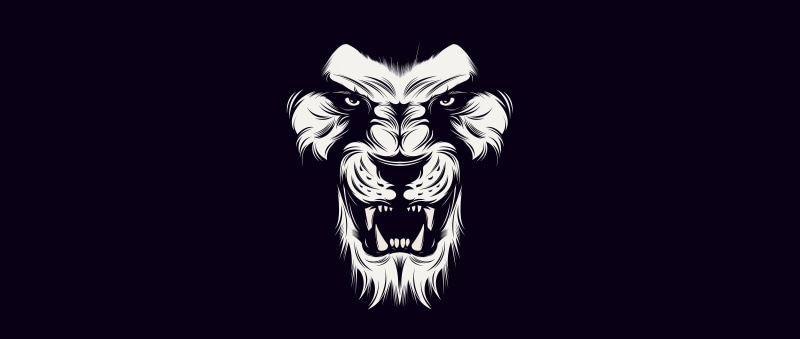 black, 4K, lion, White