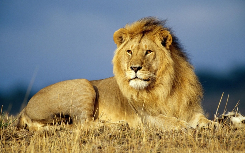 safari, nature, male animal, animal wildlife, one animal, big cats, lion, resting, wildlife, animals, animal themes, feline, animal head, Africa, undomesticated cat