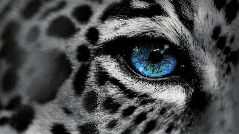 close-up, animal themes, extreme close-up, animal body part, pets, whisker, close up, eyesight, dog, vertebrate, mammal, no people, 1080P, domestic animals