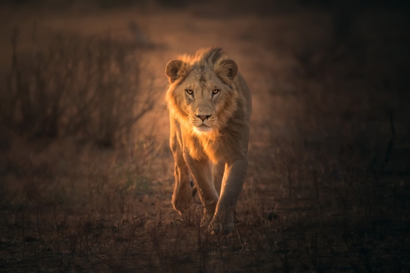 big cats, 1080P, mammals, animals, lion