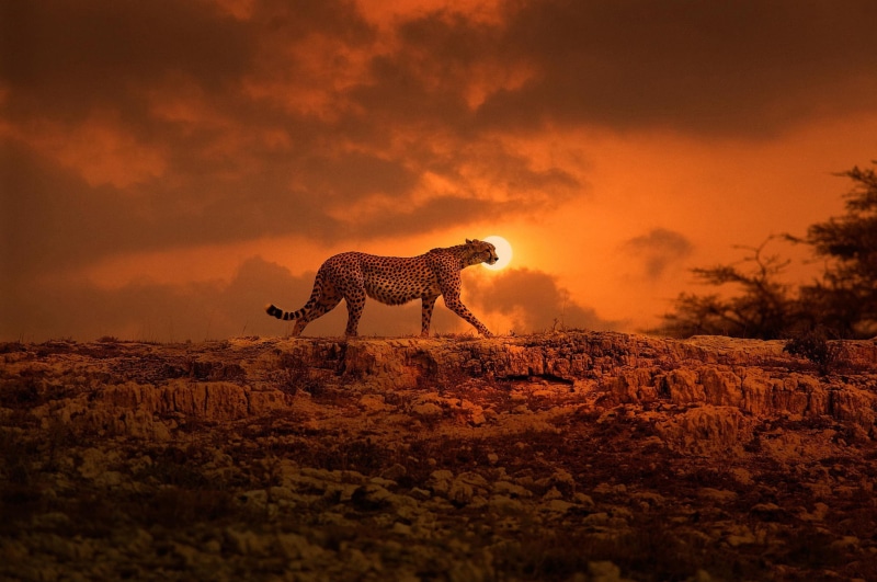 Kenya, Cheetah, 1080P, walk, Africa, big cat, the sun