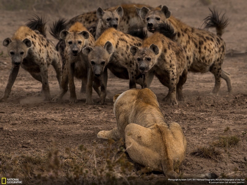 2017 (Year), 720P, National Geographic, Africa, nature, lion, animals, wildlife, hyenas