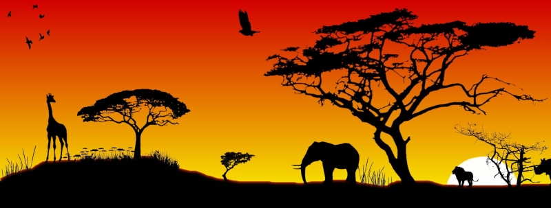 vertebrate, outdoors, branch, mammal, domestic animals, animal wildlife, 2K, people, animals, beauty in nature, tree, orange color, one animal, sunset