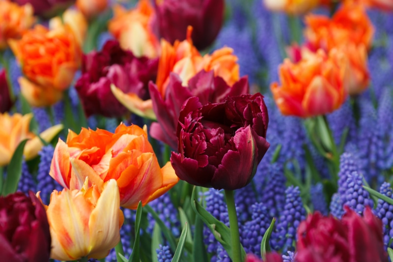 freshness, season, flower arrangement, petaled, petal, outdoors, purple, grape, hyacinths, beauty In Nature, plant, multi Colored, tulip, growth, spring