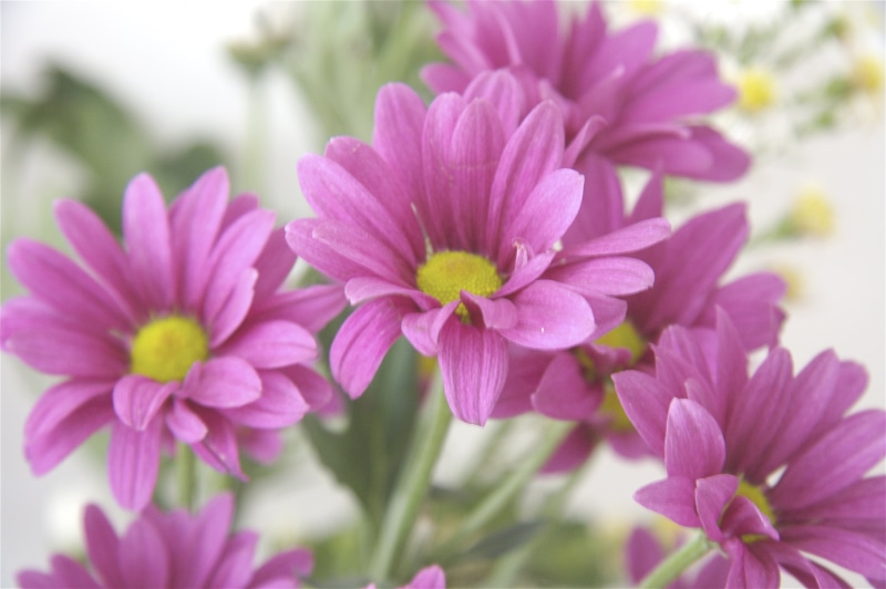 petal, nature, Fresh, beauty In Nature, pink, 4K, flora, flower, yellow, petaled, plant, purple, flowers, pink Color, close-up, Raw, summer