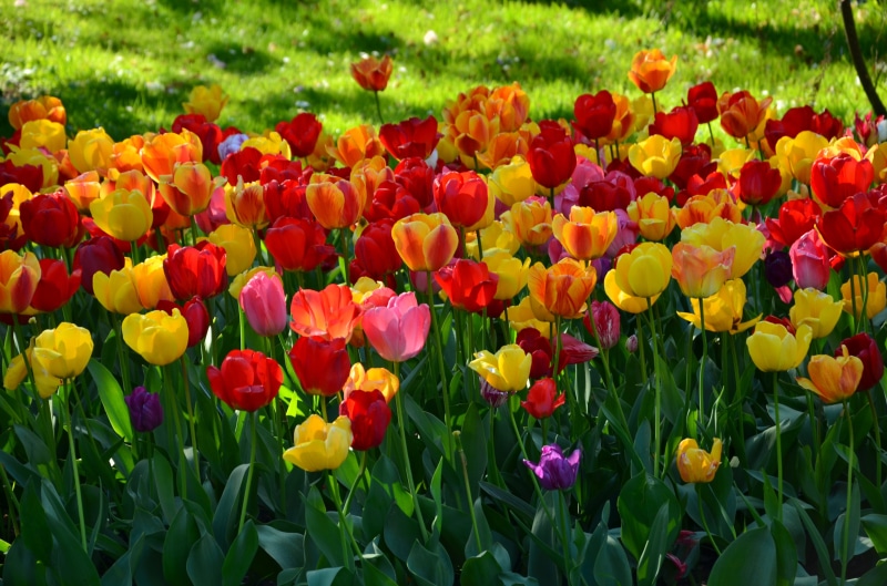 freshness, botany, 4K, plant, beauty In Nature, flowering plant, leaf, petal, field, vibrant Color, floral, botanic garden, yellow, spring, flower, green Color