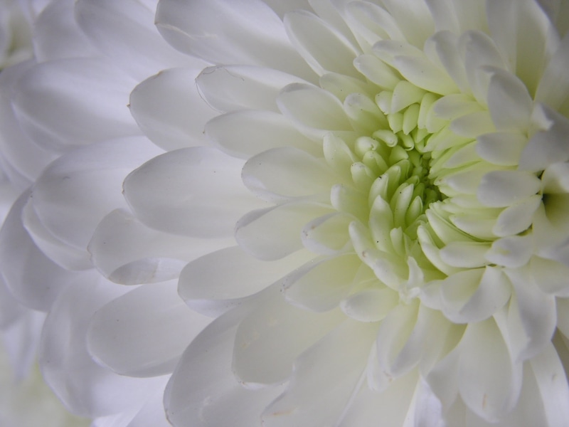 flower, backgrounds, plant, olympus, flower Head, petal, White Flower, macro, petaled, white, nature, close-up, 1080P, flower  flower