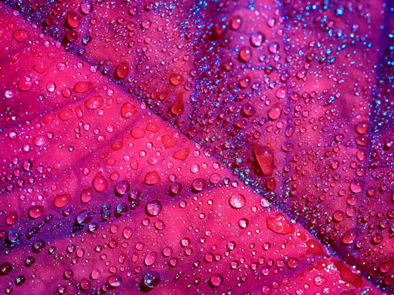 Makro, 480P, Olympus OM-D E-M5, pink, Macro, Leaf, Blatt, dewdrops, 90mm, Tokina