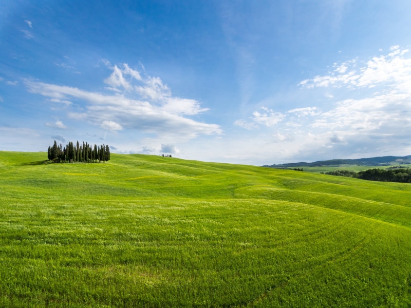 green, cypress, EM, 720P, world, ho, wheat, field, tree, nature, grano, outdoors, landscaped, Toscana, io, pure, green Color, grass, prato, green  sky