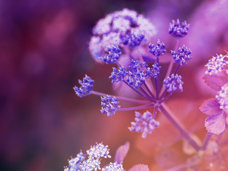 close-up, plant, flower, Mauve, petaled, closeup photography, Bokeh, 4K, closeup, springtime, mood, freshness, Macro, Epl7, Plante, Purple, photography