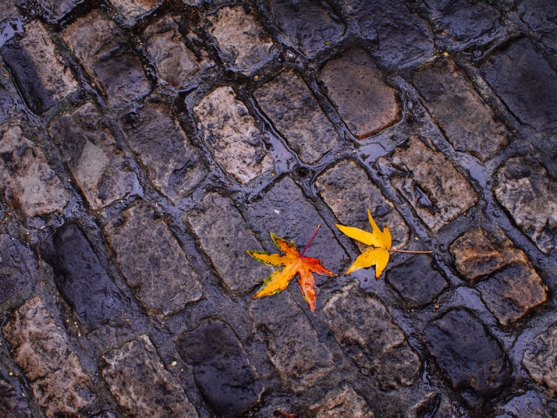 olympus  OM-D  E-M5, yellow, Autumn, rainy day, 480P, ground, leaves, nature, Zuiko, wet, paving, f1.8, orange, metal, surface, colours, gray