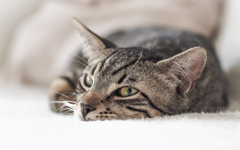 M1, tabby cat, pets, cat, domestic Animals, photography, kitten, lying Down, focus, mammal, fur, feline, animal, cute, looking, young Animal, silver, tabby