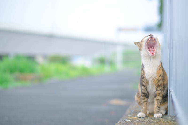 猫, brown, shallow, kitten, Olympus, outdoors, animal, cat, sitting, brown tabby, Japan, 4K, depth, domestic Animals, pathway, OM, feline, photograph, cute